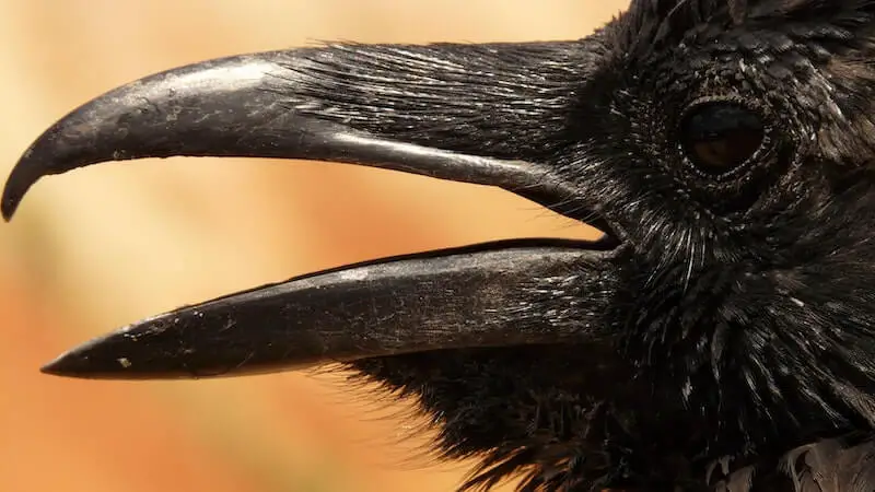 Raven symbolism